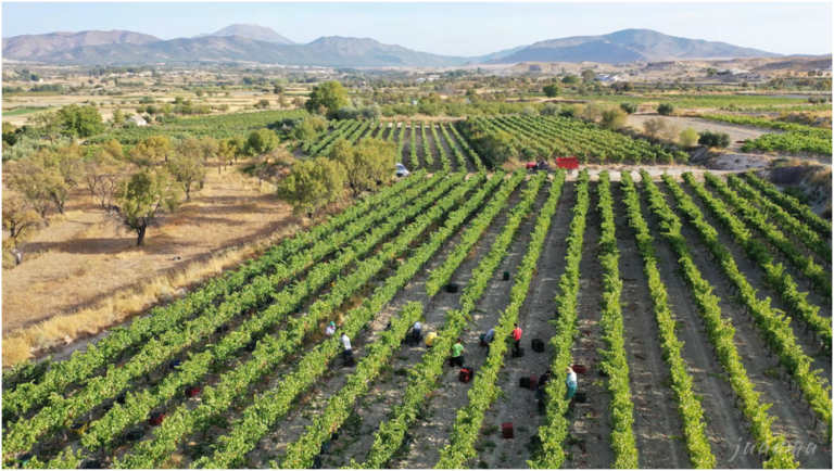 Bodegas Beatriz Romero Benedicto