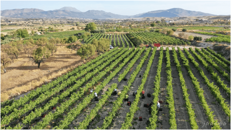 Bodegas Domingo y Quiles, S.L.L.