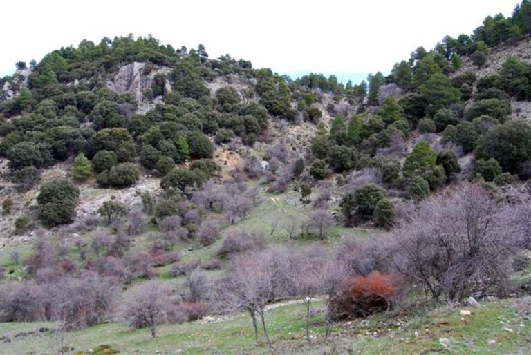 Ruta Arboleda Singular