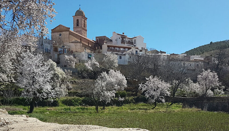 Ferreira 9