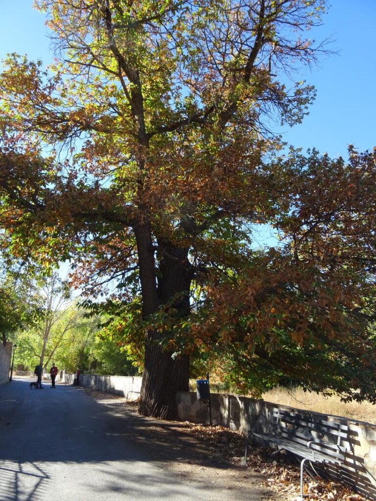 Ruta Castaños Centenarios