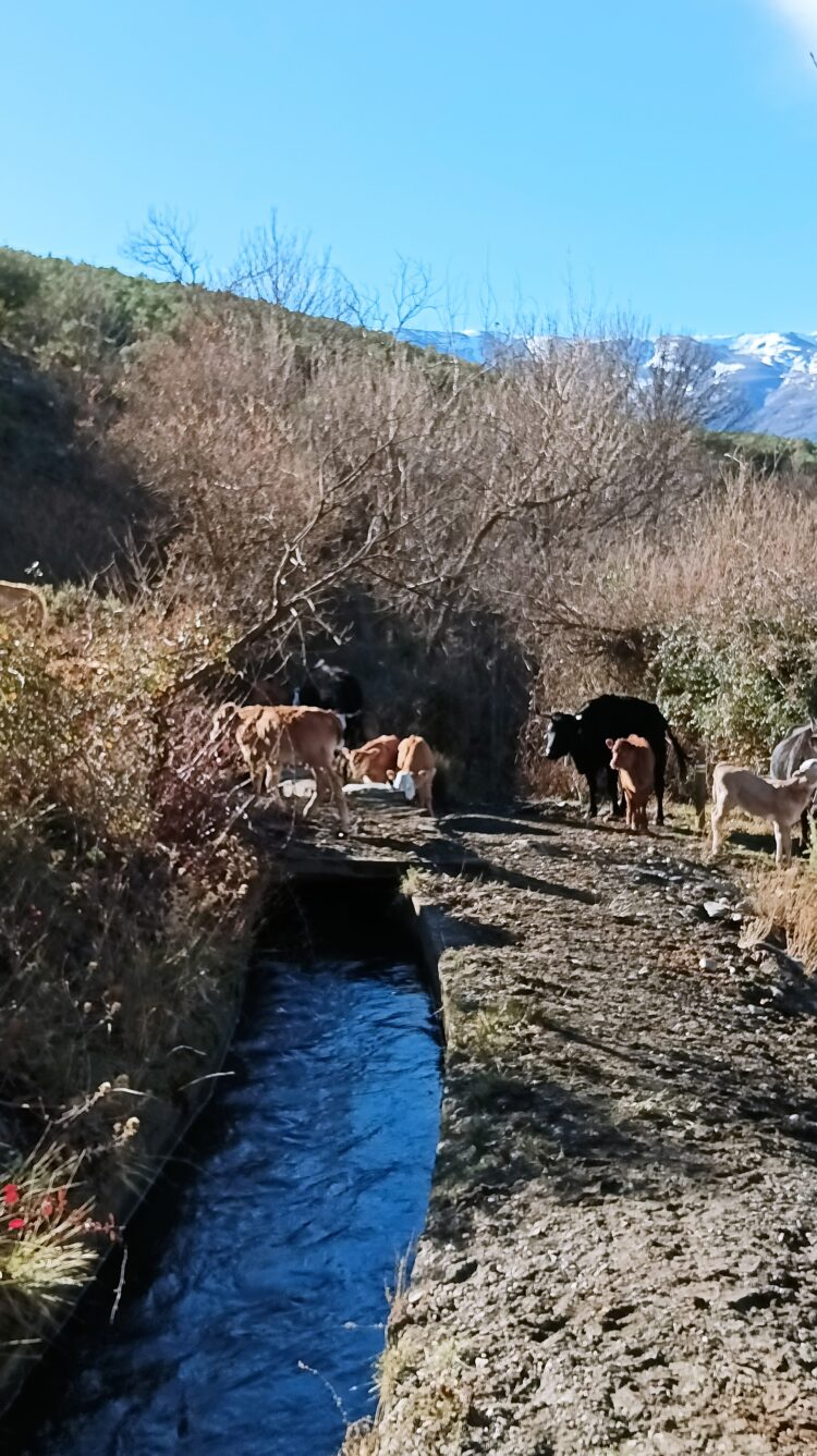 Acequia De Alcázar