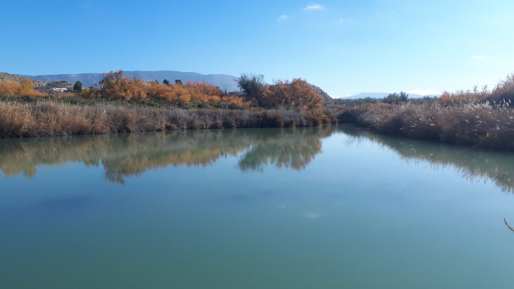 Balsa Del Arroyo Del Saladar2
