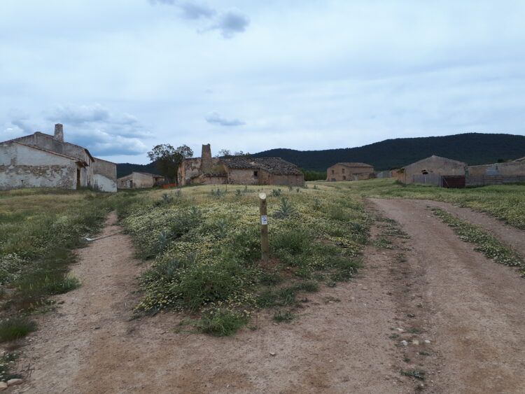 Llegada Al Cortijo El Madroñal