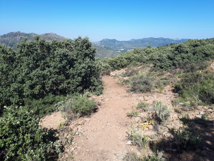 Tramo Del Sendero Entre Borque De Quercus