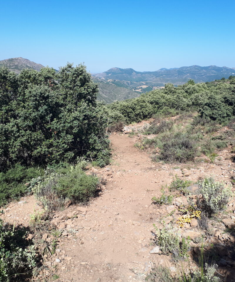 Tramo Del Sendero Entre Borque De Quercus